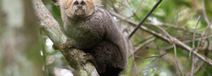 Sagui-da-serra (Foto: Sarisha Trindade)